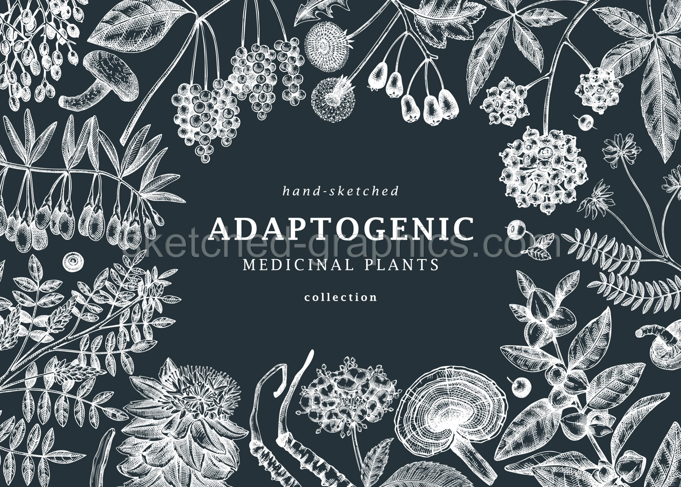Adaptogenic plants background. Hand-sketched medicinal herbs, weeds, berries, leaves frame design. Perfect for brands, label, packaging. Hand sketched adaptogens outlines on chalkboard Illustration